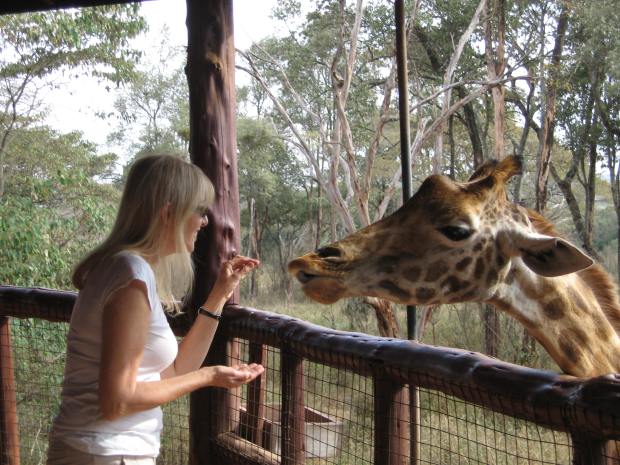 Feeding Helen the Rothschild giraffe at the Langata Giraffe Centre near Nairobi